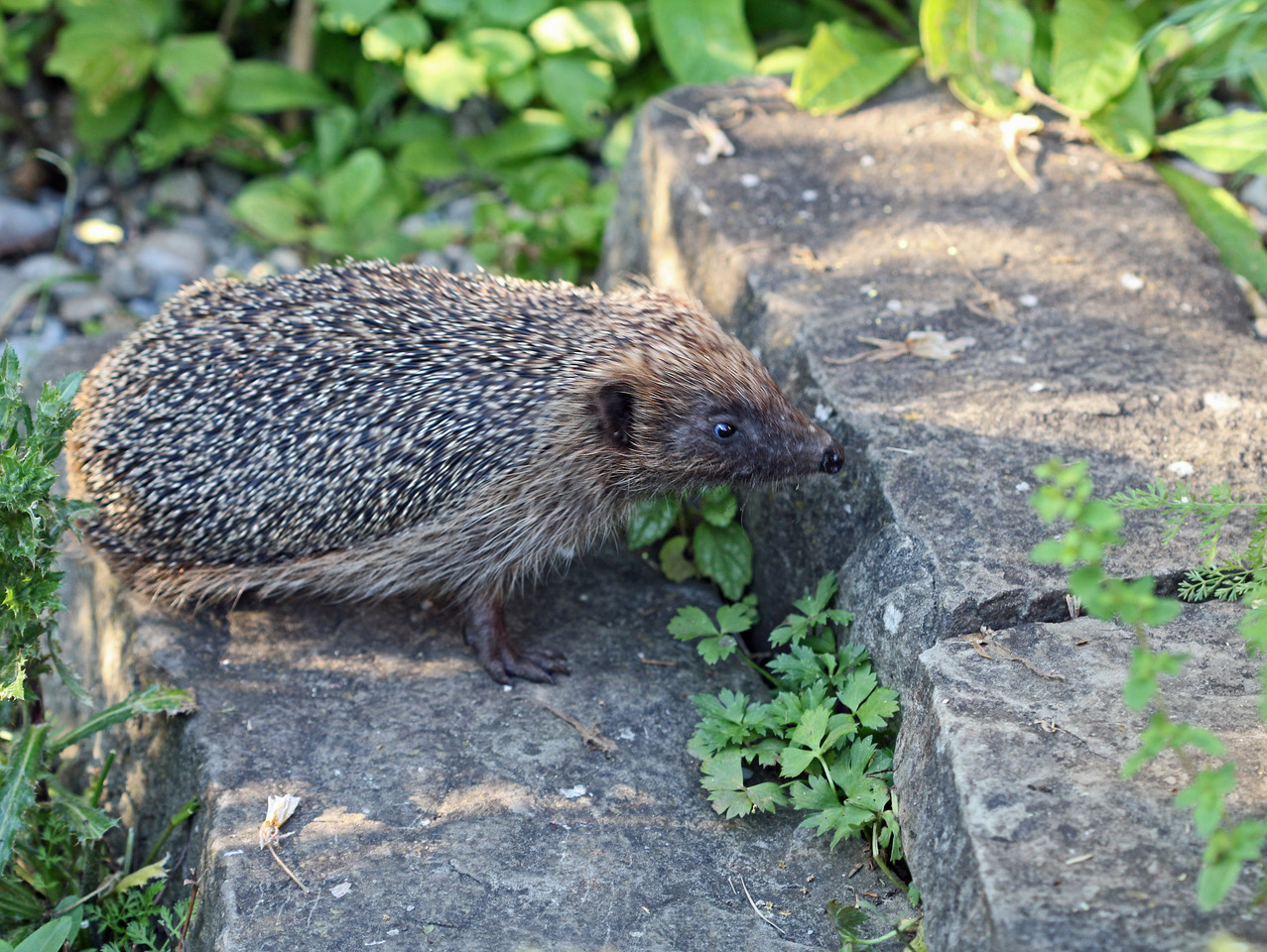 Bild zum Event: Wo Zürich kreucht und fleucht